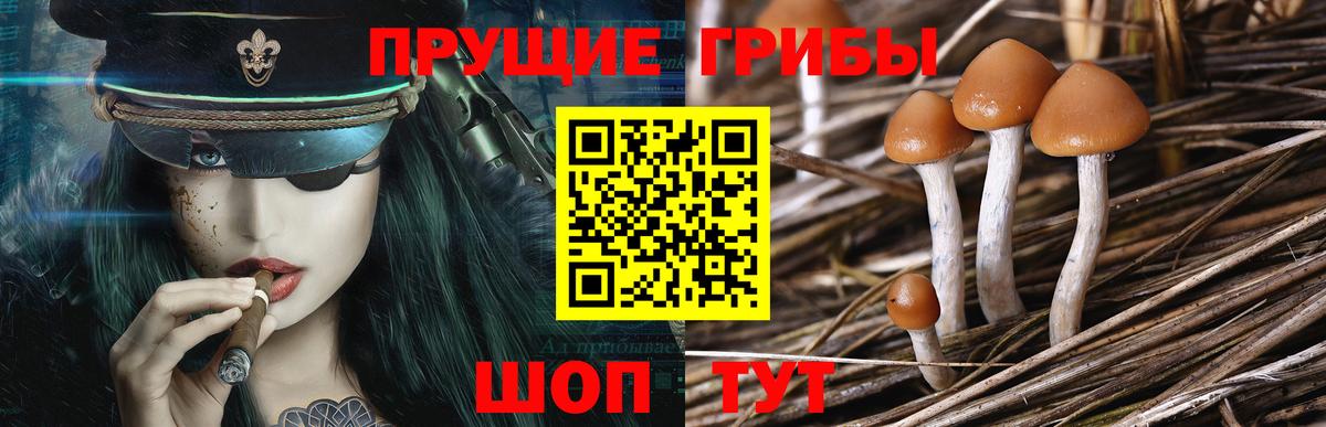 Павловский Посад  Псилоцибиновые грибы Cubensis  Вход с VPN  Галлюциногенные грибы прущие грибы 